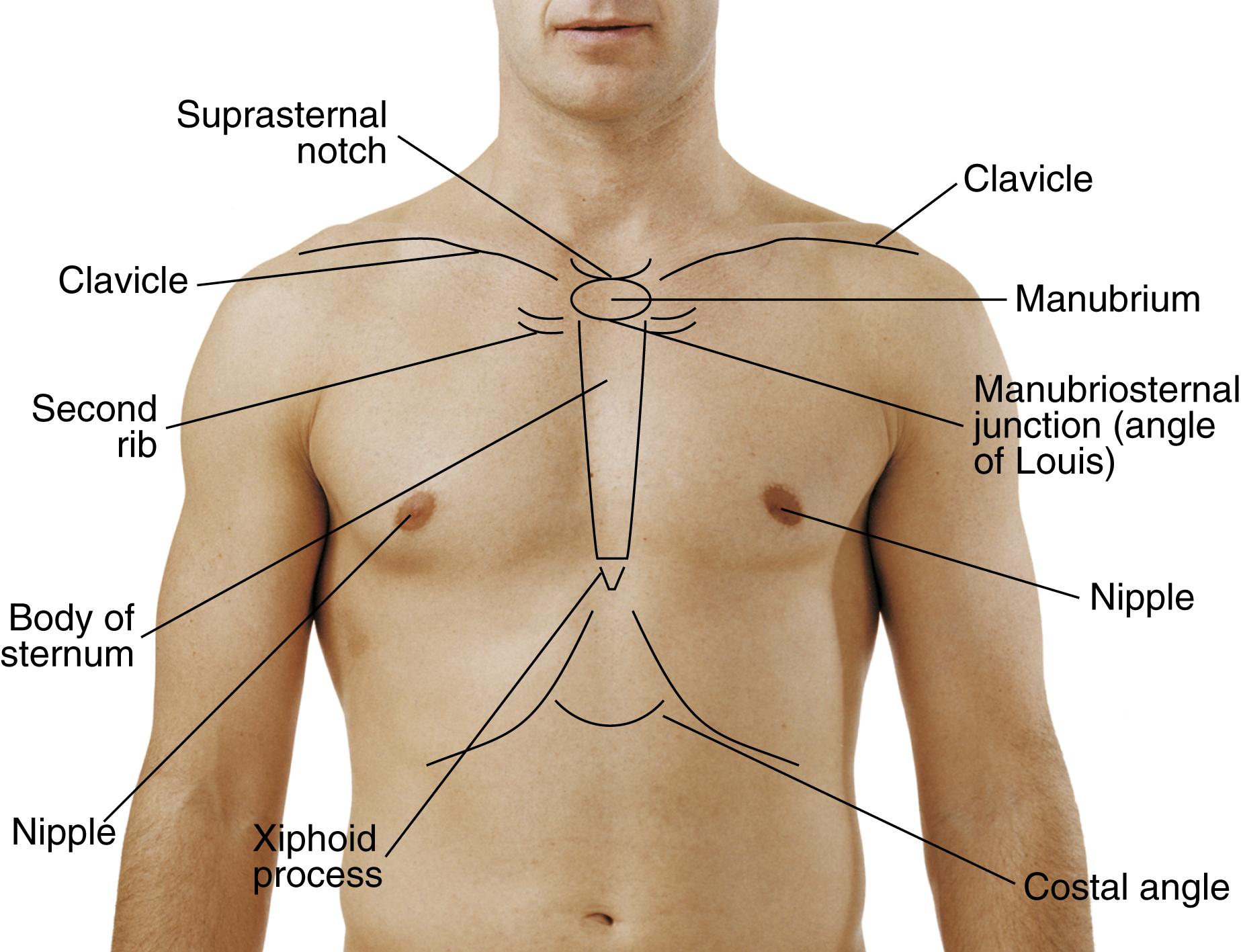 Fig. 14.6, Topographic landmarks of the chest.