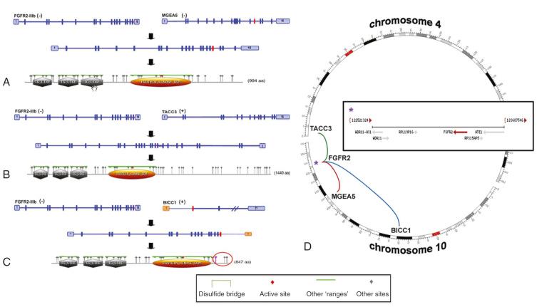 Fig. 47-2, FGFR2 gene fusion events.