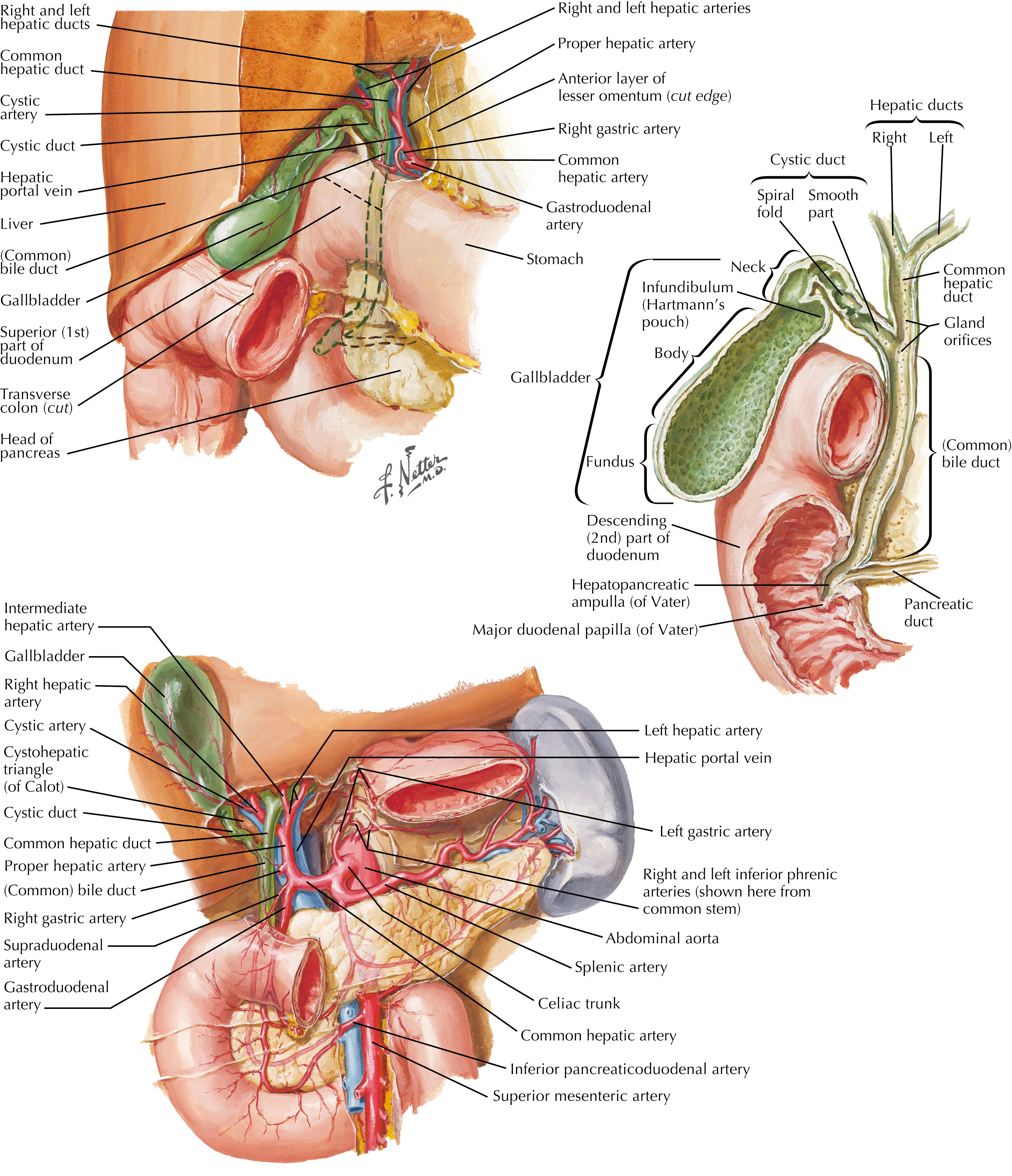 FIGURE 12.1, Gallbladder and extrahepatic bile ducts and arterial supply.