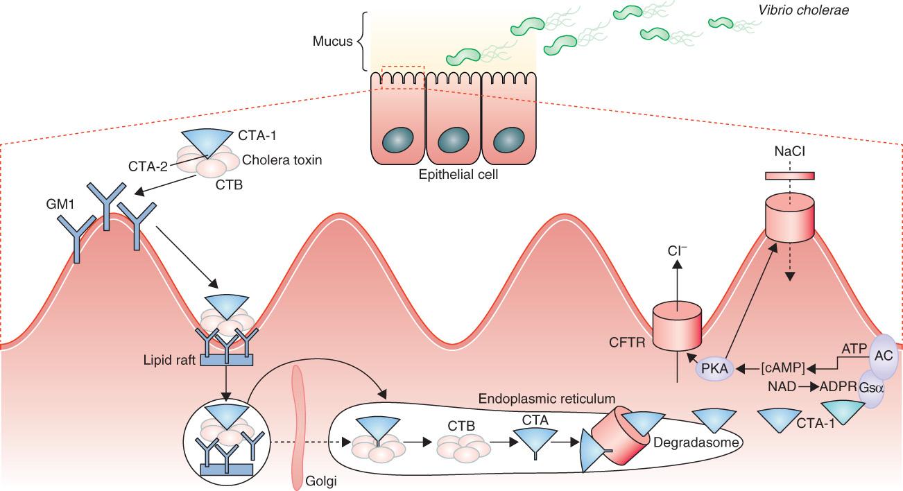 Fig. 228.1, Cholera pathogenesis and cholera toxin action.