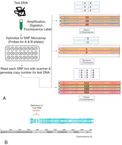 FIG. 12.2, Part A shows the SNP array process, which results in determination of the allele at each locus on the array. The alleles are then used to determine copy number to identify imbalances such as whole chromosome aneuploidy or microdeletions or duplications. Part B shows the actual generated image from an SNP array platform.