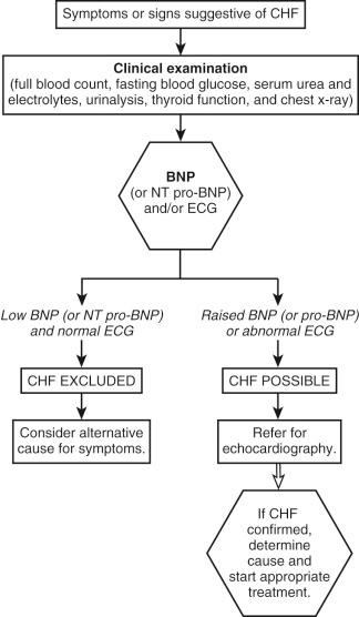 Figure 39-1, Diagnostic algorithm for patients with suspected chronic heart failure (CHF). BNP, B-type natriuretic peptide; ECG, electrocardiogram; NT pro-BNP, N-terminal pro-BNP.