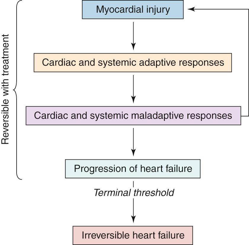 Fig. 65.1, Responses to myocardial injury. Injury results in adaptive responses within the heart and related systems. As the condition progresses, these adaptive responses become counterproductive (maladaptive), leading to progression of the disease and increasing symptoms. Treatment may reverse these maladaptive changes until a terminal threshold is reached, after which recovery of left ventricular function is not possible and irreversible heart failure ensues.