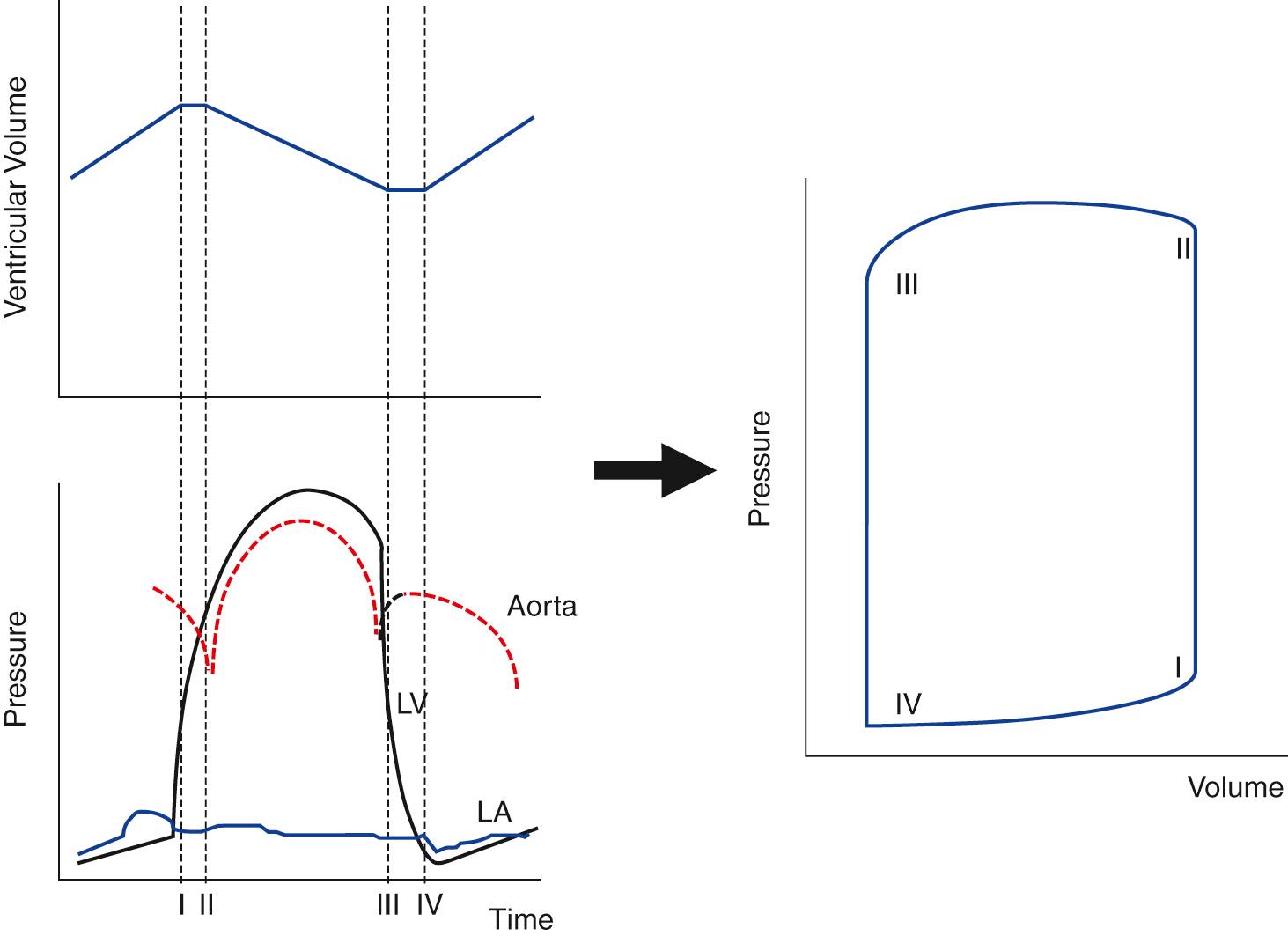 Fig. 65.2, Left, Temporal changes in the volume of the left ventricle (LV), the pressures within the left atrium (LA), and the left ventricle and aorta during the cardiac cycle. The onset of the isovolumic contraction time begins at I, when the pressure in the ventricle exceeds that within the atrium. This period ends at II, with the onset of ejection as the pressure within the ventricle exceeds that in the aorta. The period of isovolumic relaxation begins at III, when the pressure in the left ventricle falls below that in the aorta. Filling of the ventricle begins at IV, when ventricular pressure falls below that in the atrium. Right, Instantaneous relationship between the pressure and volume in the ventricle, with the time points represented as I to IV corresponding to the same events as those at left.