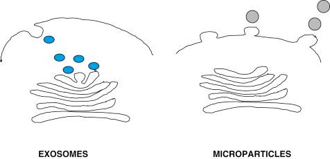 Figure 162.1, Microparticles should be differentiated from exosomes. Although microparticles are secreted by budding of the cell plasma membrane, exosomes are stored intracellularly in multivesicular compartments and are secreted following the fusion of the internal compartment with the cell plasma membrane.