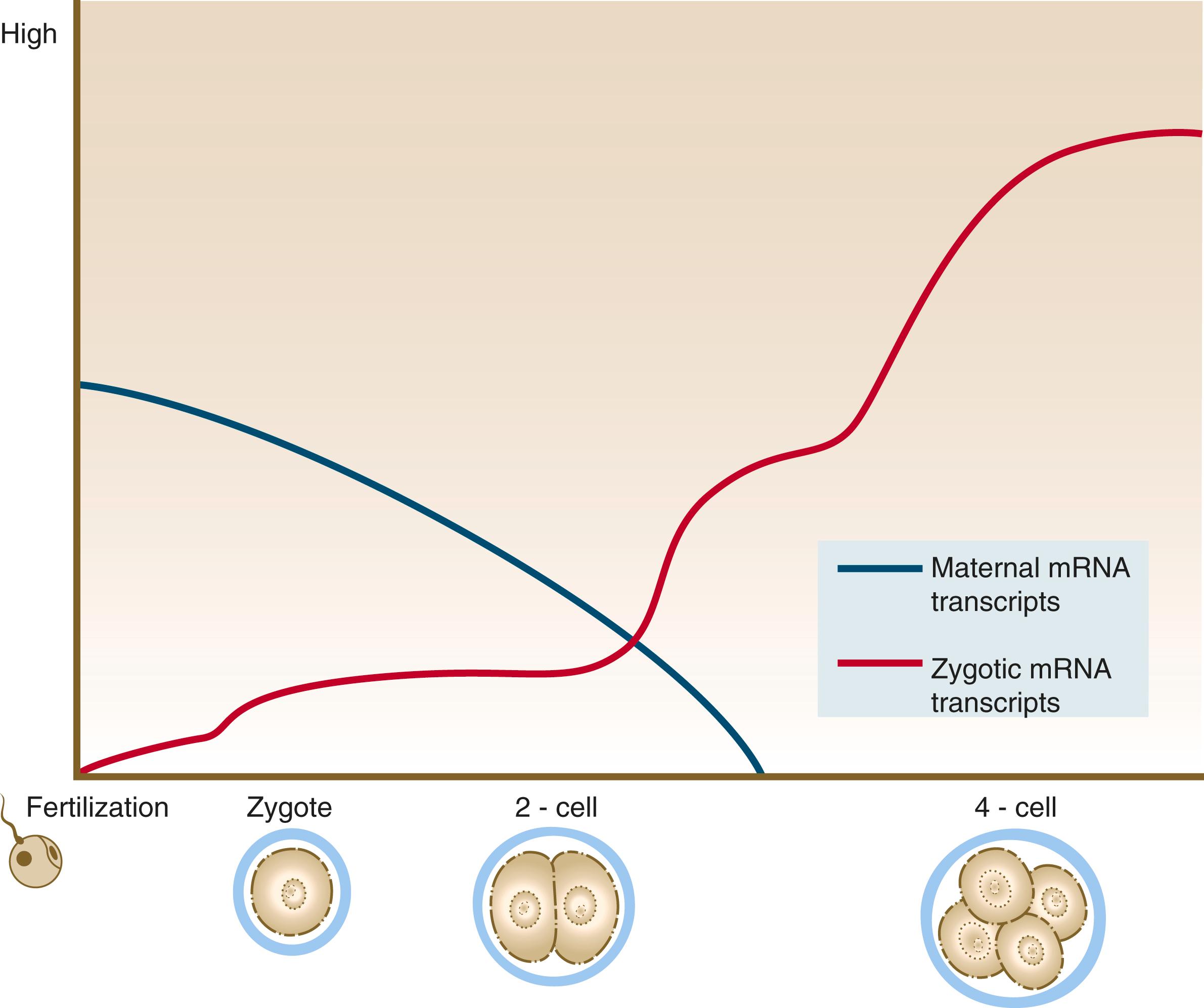 Fig. 4.4, Relative abundance of maternal versus zygotic transcription products in early cleaving embryos.