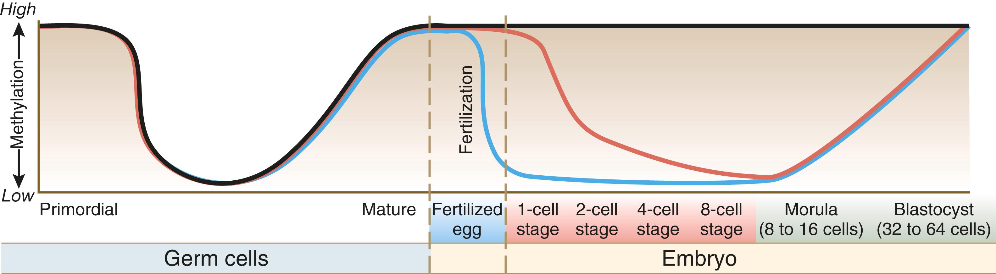 Fig. 4.5, Methylation of various classes of genes during gamete maturation and cleavage.