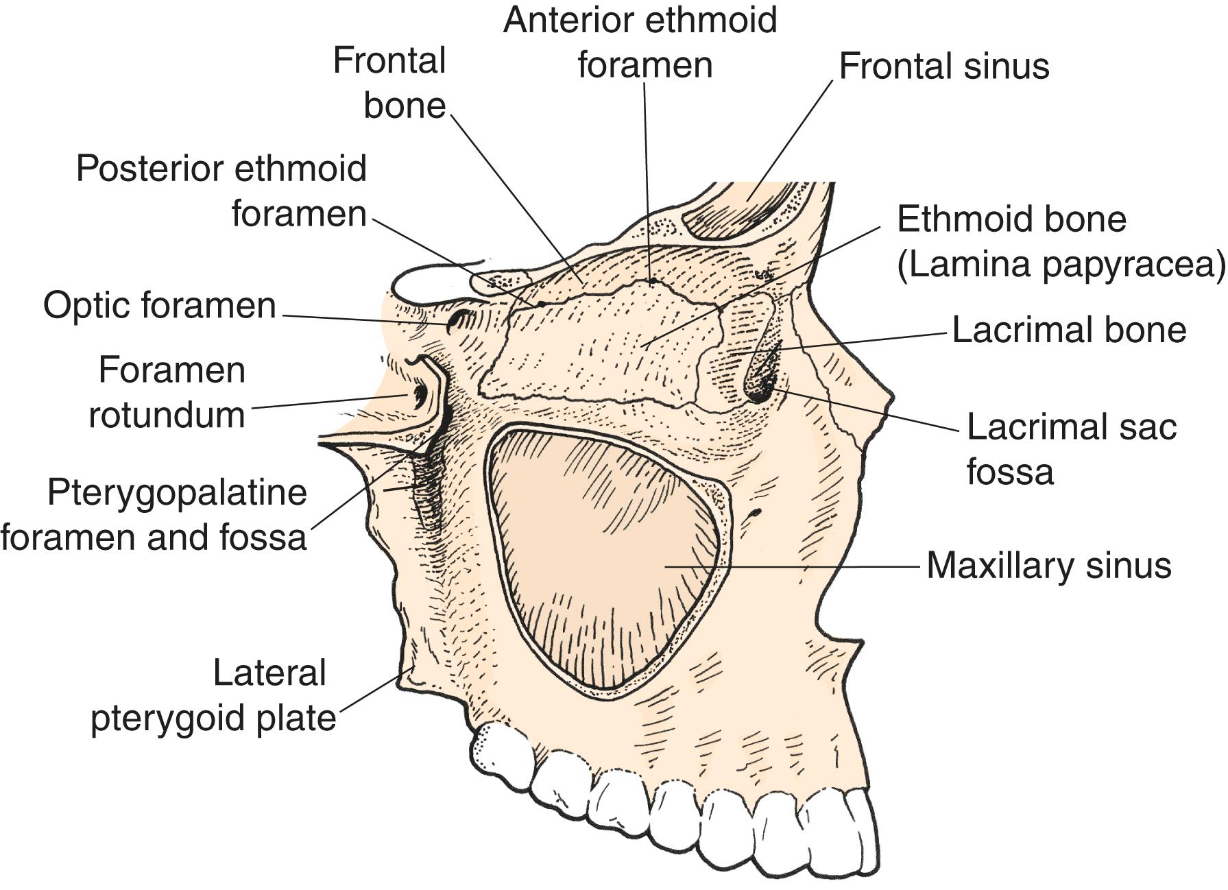 Figure 2.13, The medial orbital wall.