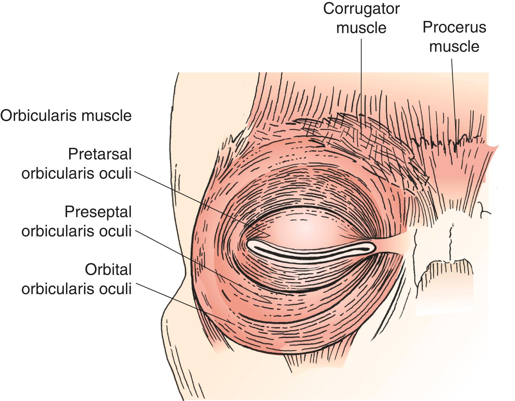 Figure 2.16, Muscles that close the eyes.