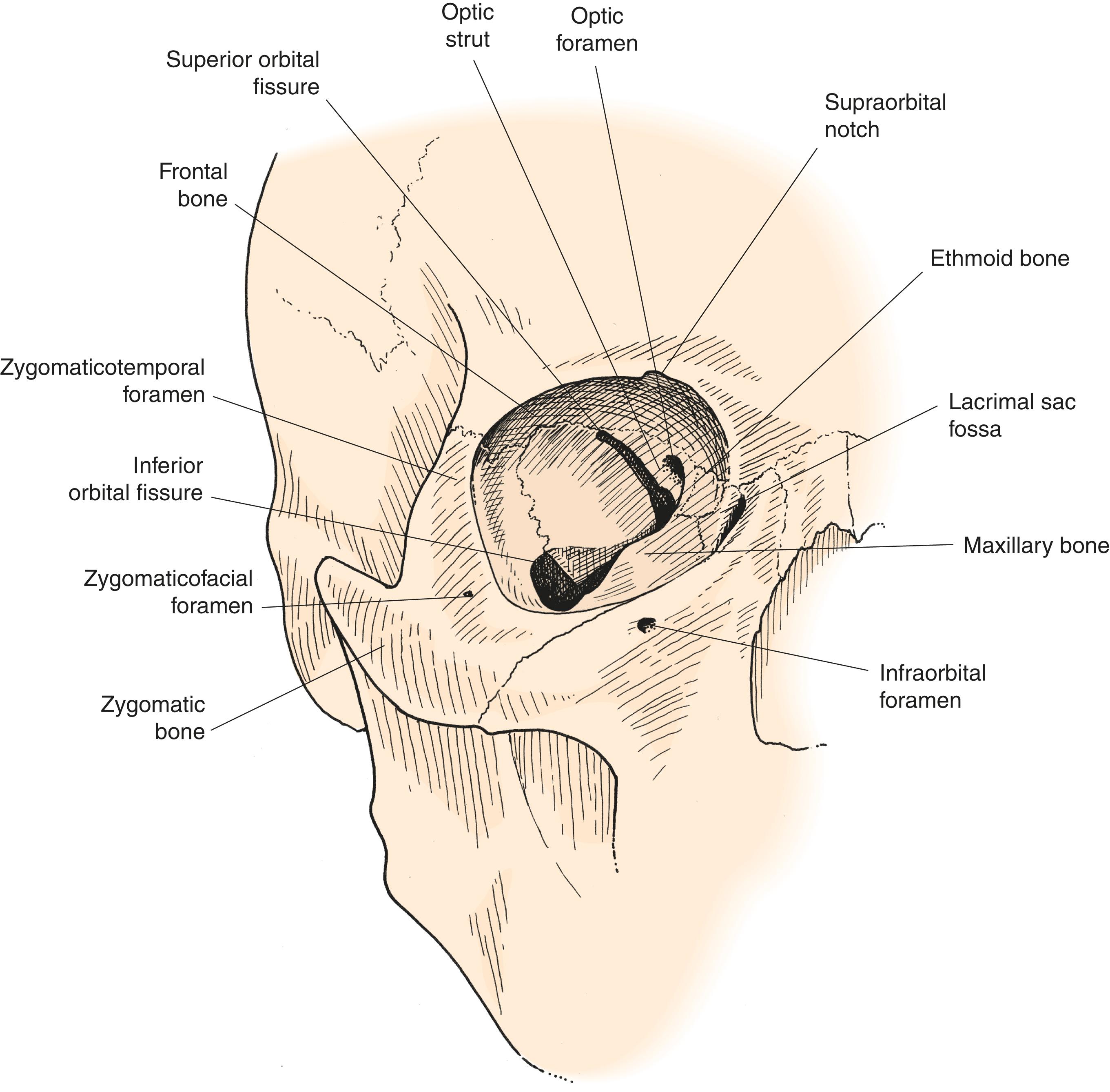 Figure 2.7, The frontal view of the orbit.