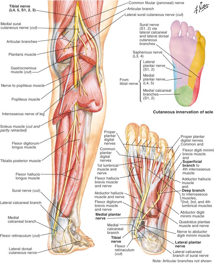 Figure 13.11, Anatomy of the tibial nerve and its branches.