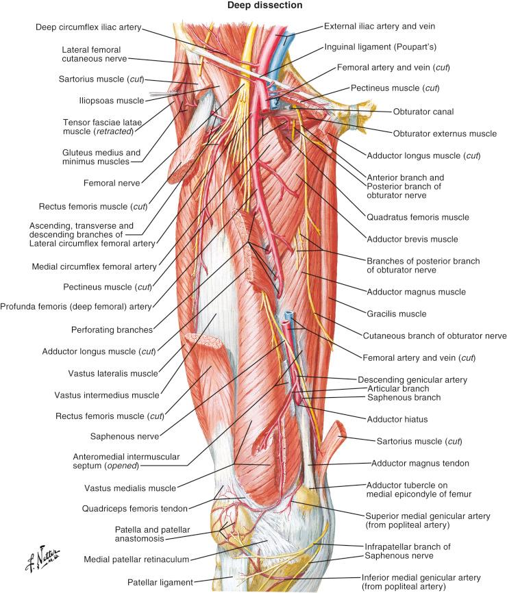 Figure 13.2, Branching pattern of the deep femoral artery.