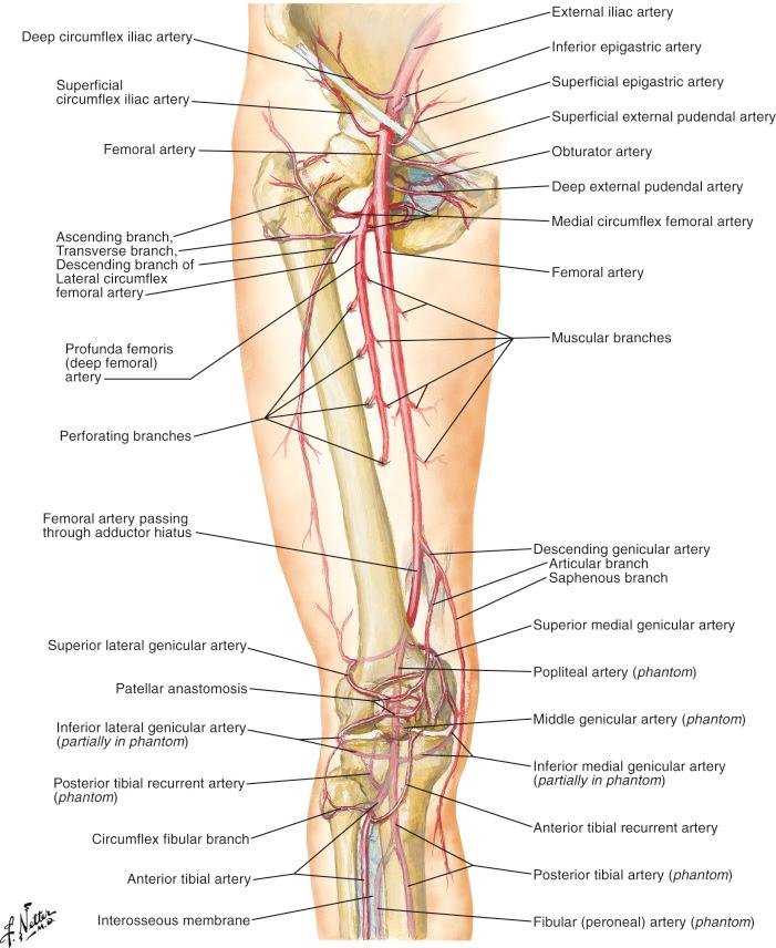 Figure 13.4, Collateral pathways between the superficial femoral artery and deep femoral artery around the knee.