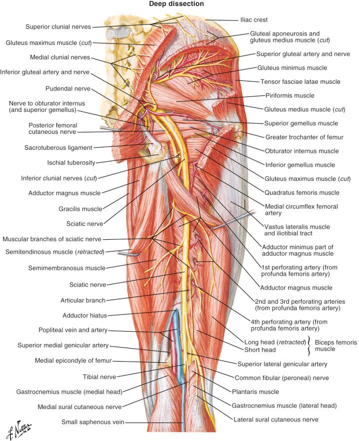 Figure 13.3, Vascular anatomy of the thigh.