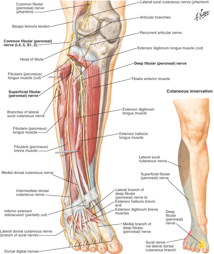 Figure 13.8, Anatomy of the common peroneal nerve and its branches.