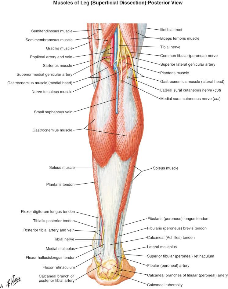 Figure 13.9, Anatomy of the (A) superficial posterior compartment; (B) intermediate posterior.