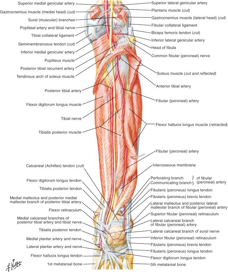 Figure 13.10, Branching pattern of the popliteal artery and the tibio-peroneal trunk (posterior).