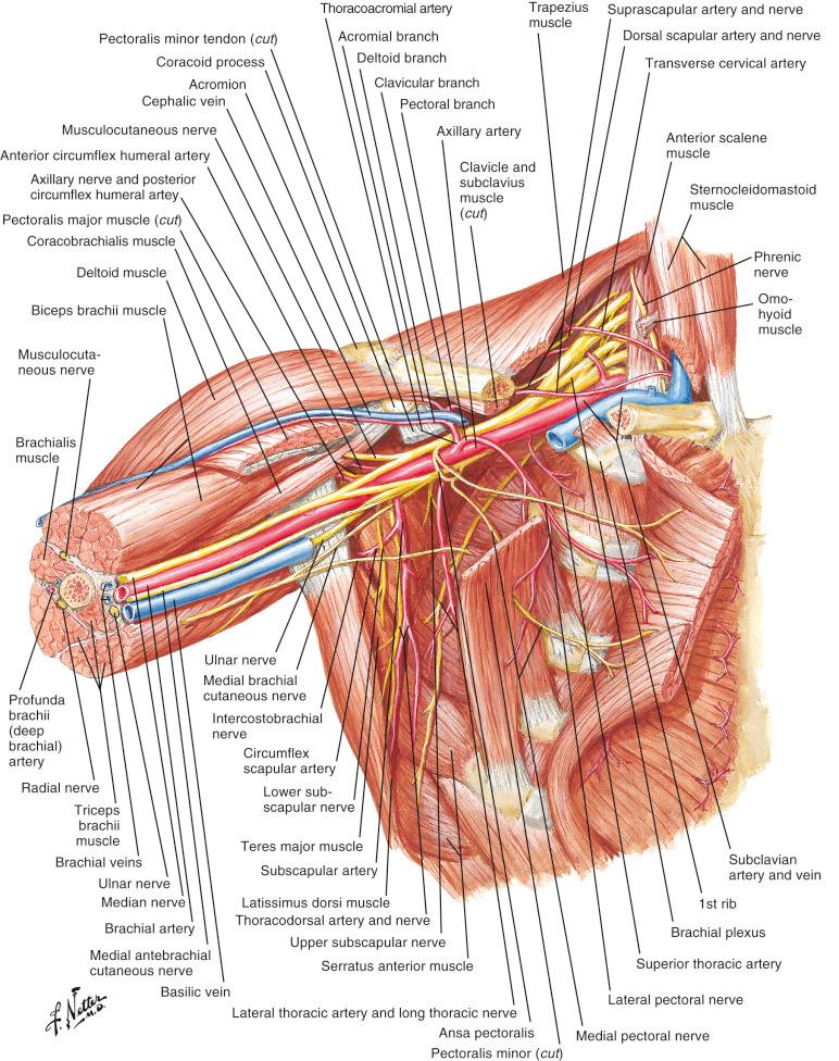 Figure 11.1, Axilla (dissection): anterior view.