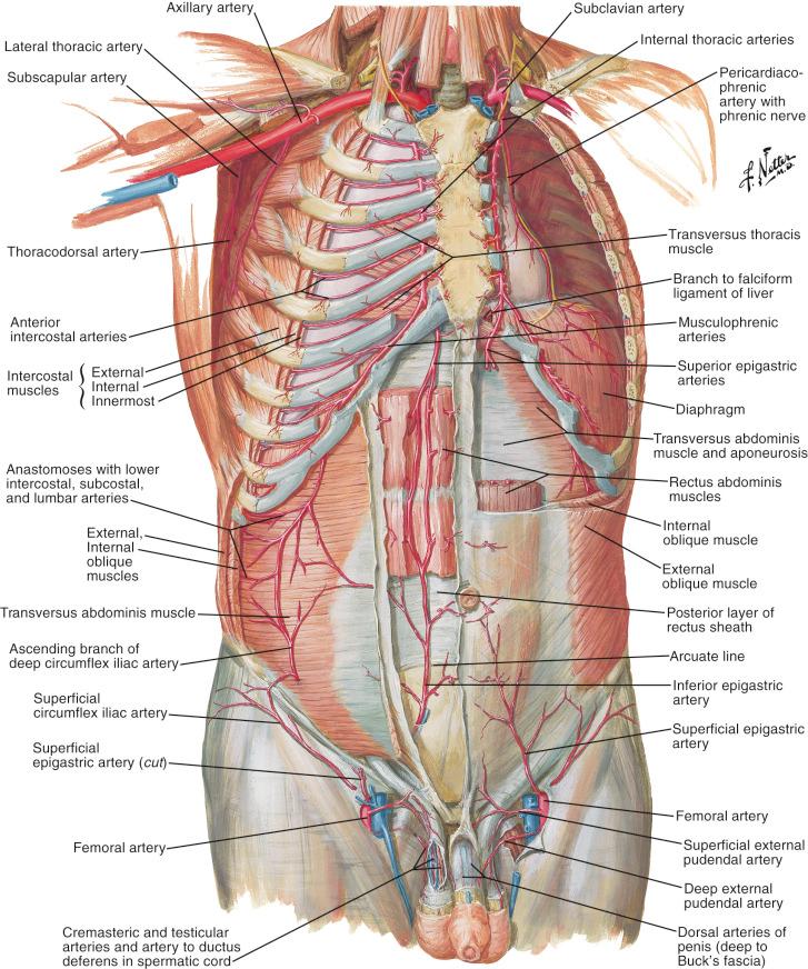 Figure 11.3, Arteries of anterior abdominal wall.