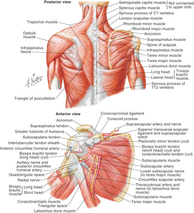 Figure 11.4, Muscles: back and scapula region.