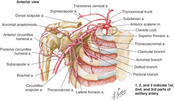 Figure 11.5, Axilla: branches of the axillary artery.