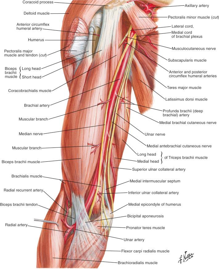 Figure 12.3, Brachial artery and medial arm.