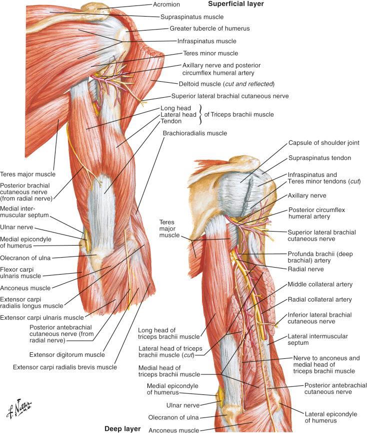 Figure 12.4, Posterior compartment of the arm.