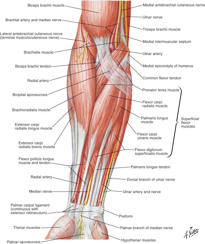Figure 12.9, Volar compartment of the forearm (superficial layer).