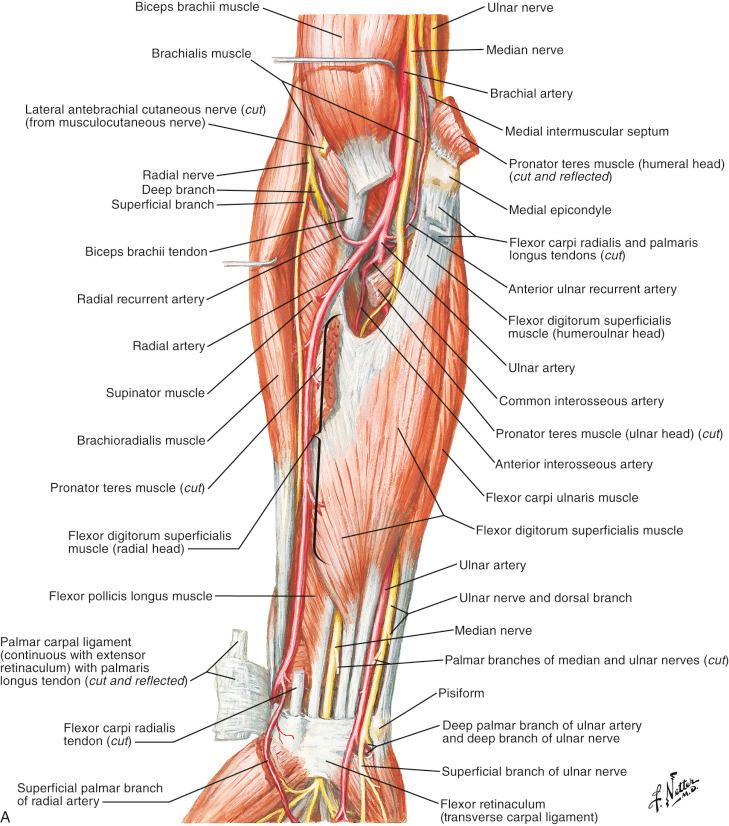 Figure 12.10, (A,B) Volar compartment of the forearm (intermediate and deep layers).