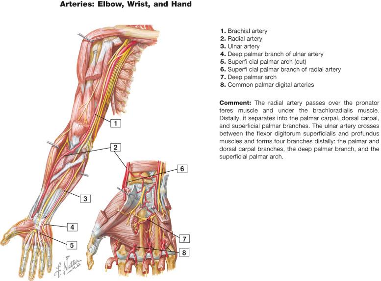 Figure 12.12, Arterial anatomy of the upper extremity and deep dissection of the palm.