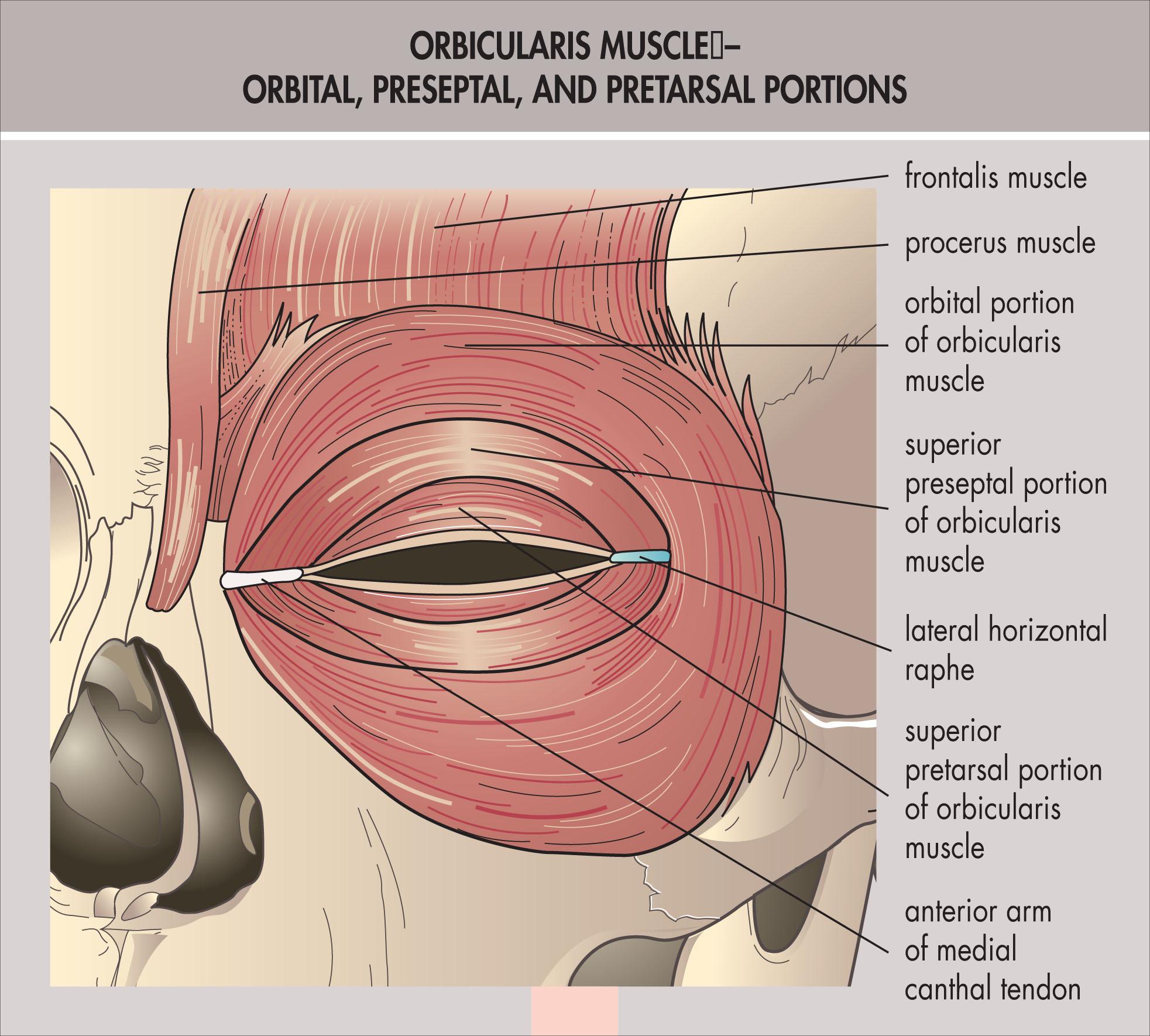 Fig. 12.1.1, Orbicularis and Frontalis Muscles.