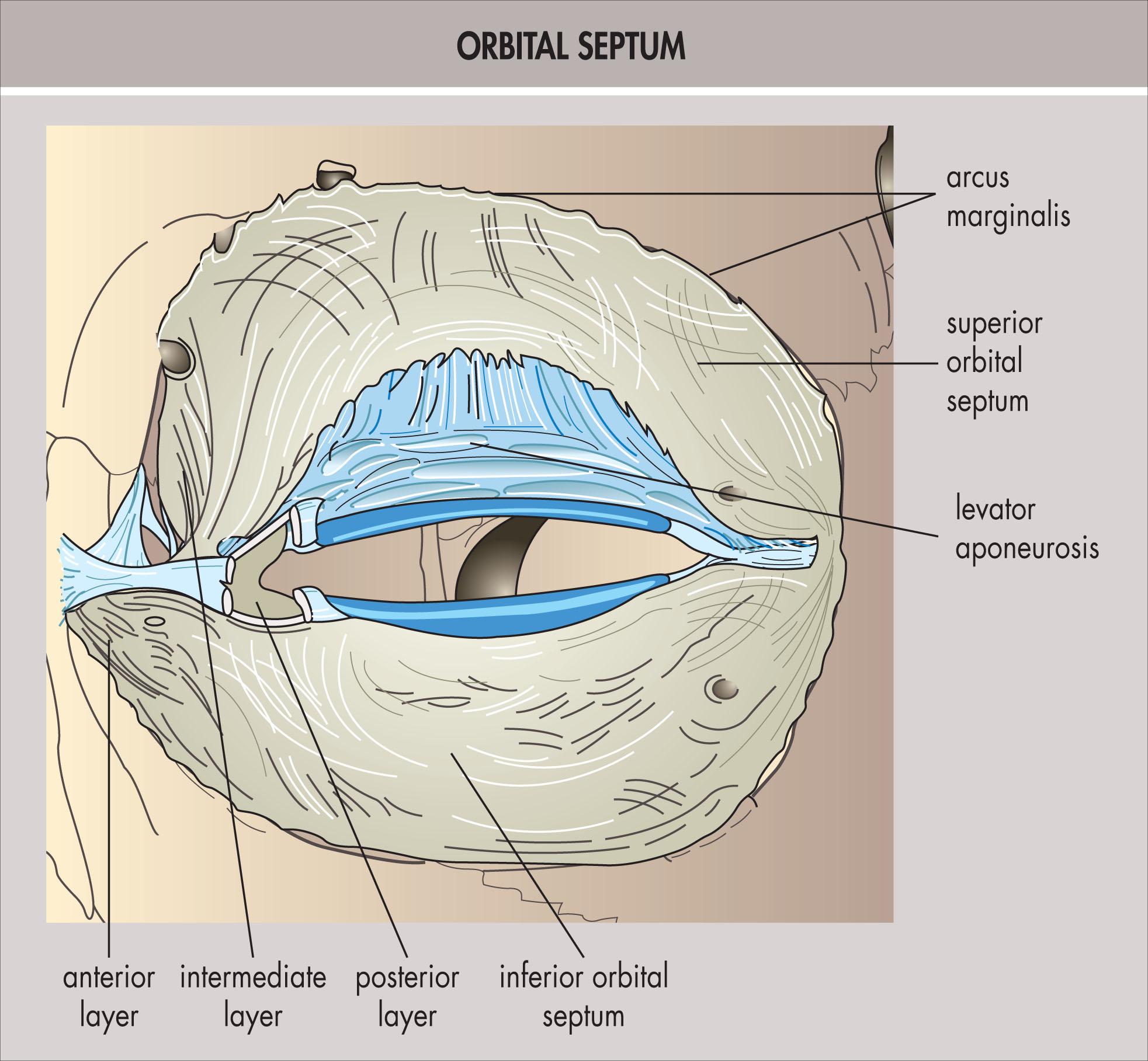 Fig. 12.1.2, Orbital Septum.