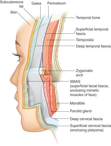 Figure 10.2, Fascia of the face and neck showing the following layers.