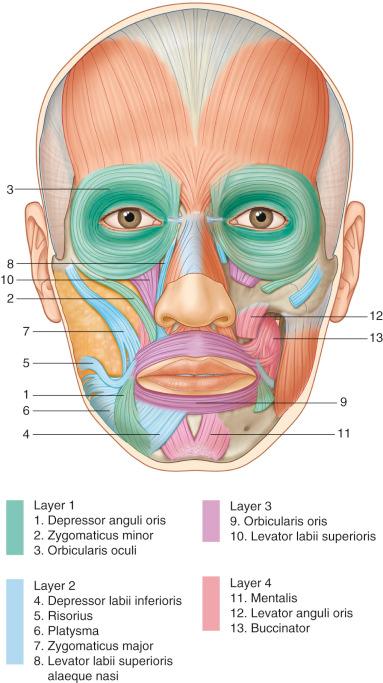 Figure 10.3, Muscles of facial expression.