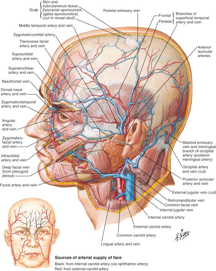 Figure 10.4, Arteries and veins of the head and neck region.