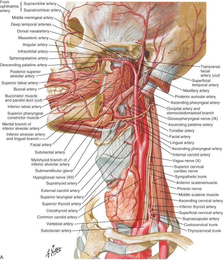 Figure 10.5, (A) Arteries of oral and pharyngeal regions; arterial supply of the mouth and pharynx blood supply of the mouth and pharynx muscles of pharynx: lateral view. (B) Veins of oral and pharyngeal regions; venous drainage of the mouth and pharynx.