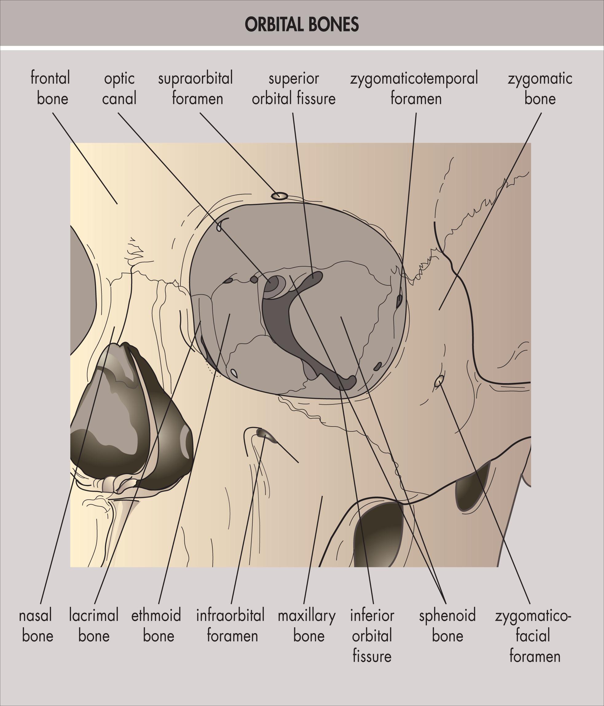 Fig. 12.2.1, Bony Anatomy of the Orbit in Frontal View.