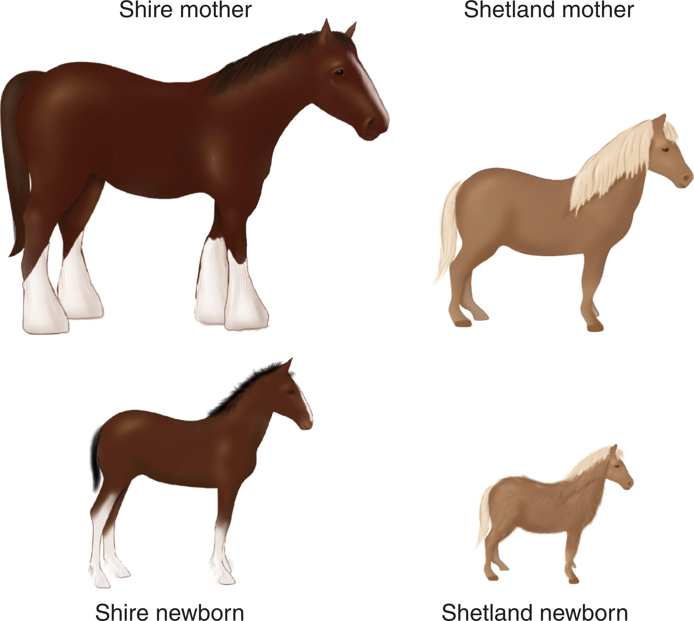 FIGURE 1.9, The cross between a shire horse and a Shetland pony dramatically illustrates the influence of maternal size on the size of the offspring at birth. Although the genetic situation is the same, the foal of the small mother is much smaller at birth than that of the large mother, presumably because of the smaller space within which to rear this fetus.
