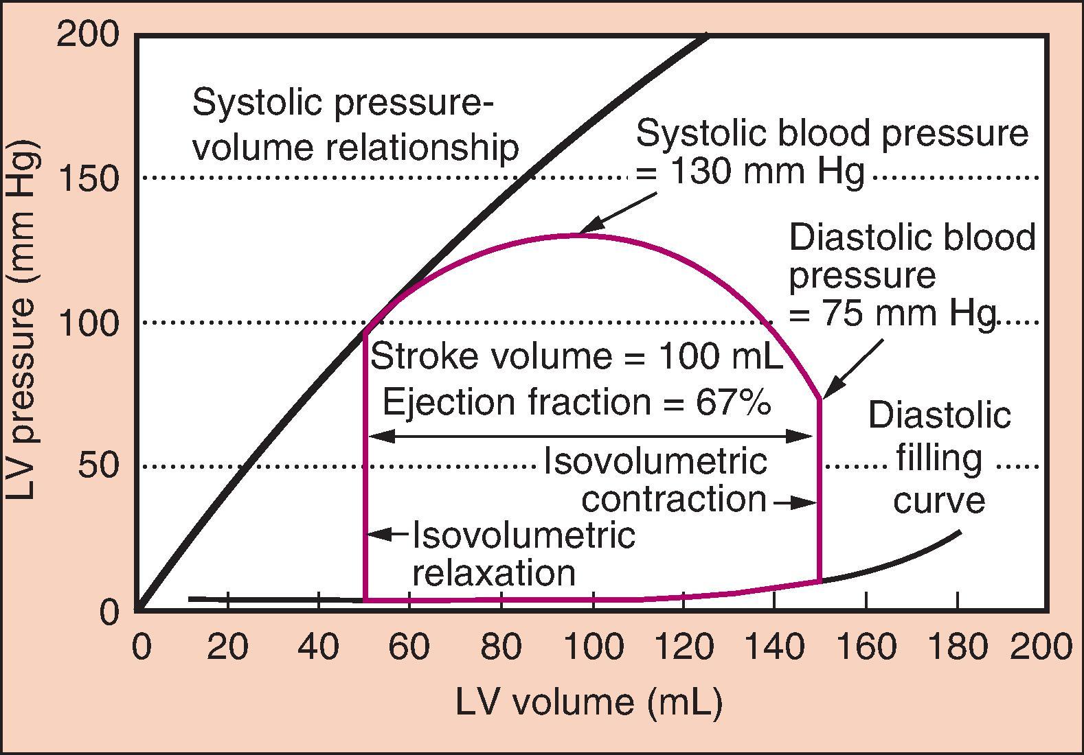 Fig. 5.3, The closed loop ( red line ) shows a typical cardiac cycle. Diastolic filling occurs along the typical diastolic curve from a volume of 50 mL to an end-diastolic volume (EDV) of 150 mL. Isovolumetric contraction increases the pressure in the left ventricle (LV) until it reaches the pressure in the aorta (at diastolic blood pressure) and the aortic valve opens. The LV then ejects blood, and volume decreases. Pressure in the LV and aorta reaches a peak at some point during ejection (systolic blood pressure), and the pressure then drops until the point at which the aortic valve closes (roughly the dicrotic notch). The LV relaxes without changing volume (isovolumetric relaxation). When the pressure decreases below left atrial pressure, the mitral valve opens, and diastolic filling begins. The plot shows a normal cycle, and the stroke volume (SV) is 100 mL, ejection fraction (EF) is SV/EDV = 67%, and blood pressure is 130/75 mm Hg. The systolic pressure–volume relationship ( black line ) can be constructed from a family of curves under different loading conditions (i.e., different preload) and reflects the inotropic state of the heart.