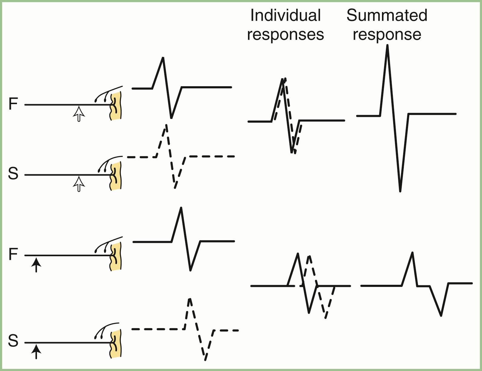 Fig. 36.7, Sensory Nerve Action Potentials.