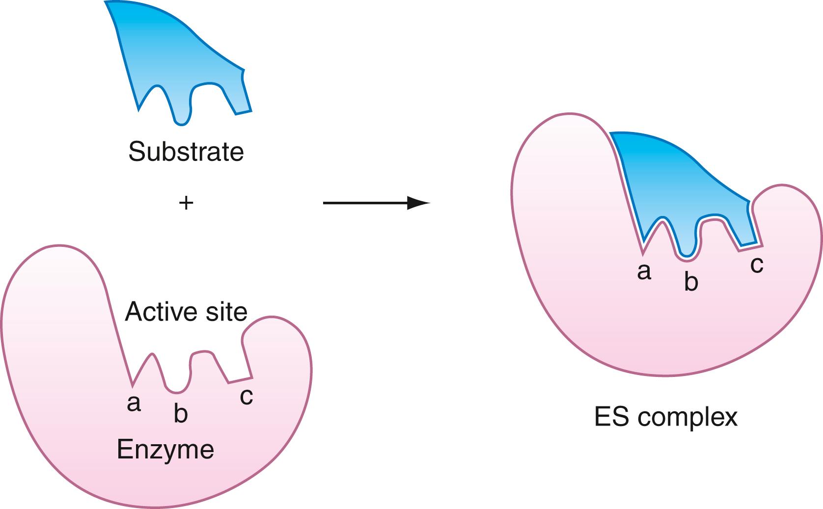 Figure 21.1, The lock-and-key model of substrate binding to the enzyme active site. The enzyme exhibits preformed steric and electronic complementarity to the shape and charge distribution of the substrate. No shape changes or electronic redistributions in the enzyme or the substrate are necessary for optimal binding.