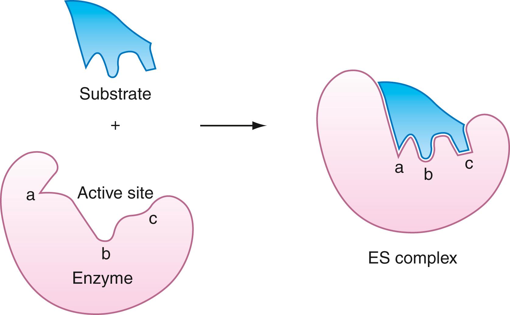 Figure 21.2, The induced-fit model of substrate binding to the enzyme active site. The induced-fit model postulates an initial weak, flexible interaction of the substrate with groups in the enzyme’s substrate (ES) binding site. This is sufficient to trigger a conformational rearrangement of the enzyme’s surface that exposes additional ligand binding groups that enhance the binding affinity of the substrate for the enzyme.