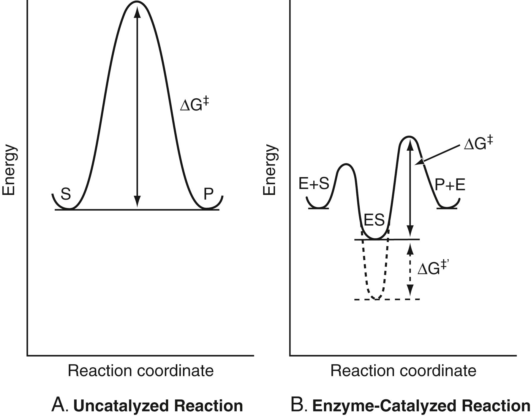 Figure 21.3, The free energy path of a reactant molecule through its transition state on its way to becoming a product molecule. The energy trajectory followed by a molecule undergoing a chemical reaction is the minimum free energy pathway known as the reaction coordinate . The transition state, the state of highest free energy, is the point where there is an equal probability that a reaction will take place, or that the activated complex will decompose back to the reactant. The free energy change, ΔG‡, is the energy that the substrate molecule must acquire to reach the activated complex, also called the activation energy barrier. A, The uncatalyzed reaction. The reactant, called S , must acquire the necessary energy, ΔG‡, to become converted into the product, P. This energy is the difference between the energy of the transition state and the ground-state energy of S. B, The enzyme-catalyzed reaction. In this case, the enzyme binds noncovalently to the substrate, resulting in a stable enzyme–substrate (ES) complex. In most textbooks, the ES complex is shown as having slightly higher energy than that for free E and S. This is because the energy of the substrate increases when it binds to the enzyme because the enzyme recognizes the transition state of the substrate (discussed later), which is a higher energy form for the substrate. However, overall, the energy of the ES complex is lower than that for the free enzyme and free substrate, as reflected in the favorable affinity constant (usually measured as 1/K M , explained later) for the binding of S to E. This is why the energy of ES is shown as lower than for the two isolated species. However, although this complex has a lower free energy than that for the two separated species (S and E), it should not be too much lower, as discussed later. The energy of activation, ΔG‡, now becomes the difference in energy between that of the transition state in the ES complex, and not for S alone, and that of the ground-state ES complex. This energy is less than that for the uncatalyzed reaction. A major reason why ΔG‡ for the enzyme-catalyzed reaction is less than for the uncatalyzed reaction in A is that the enzyme has a high affinity for the transition state, lowering its energy relative to that for the ground-state ES complex. Note in B what would happen if the enzyme had a very high affinity for ground-state ES (broken line). If the same transition state is assumed, the energy barrier to reach this transition state, instead of just being ΔG‡, will now be ΔG‡ + ΔG‡′, resulting in a slower rate of reaction.