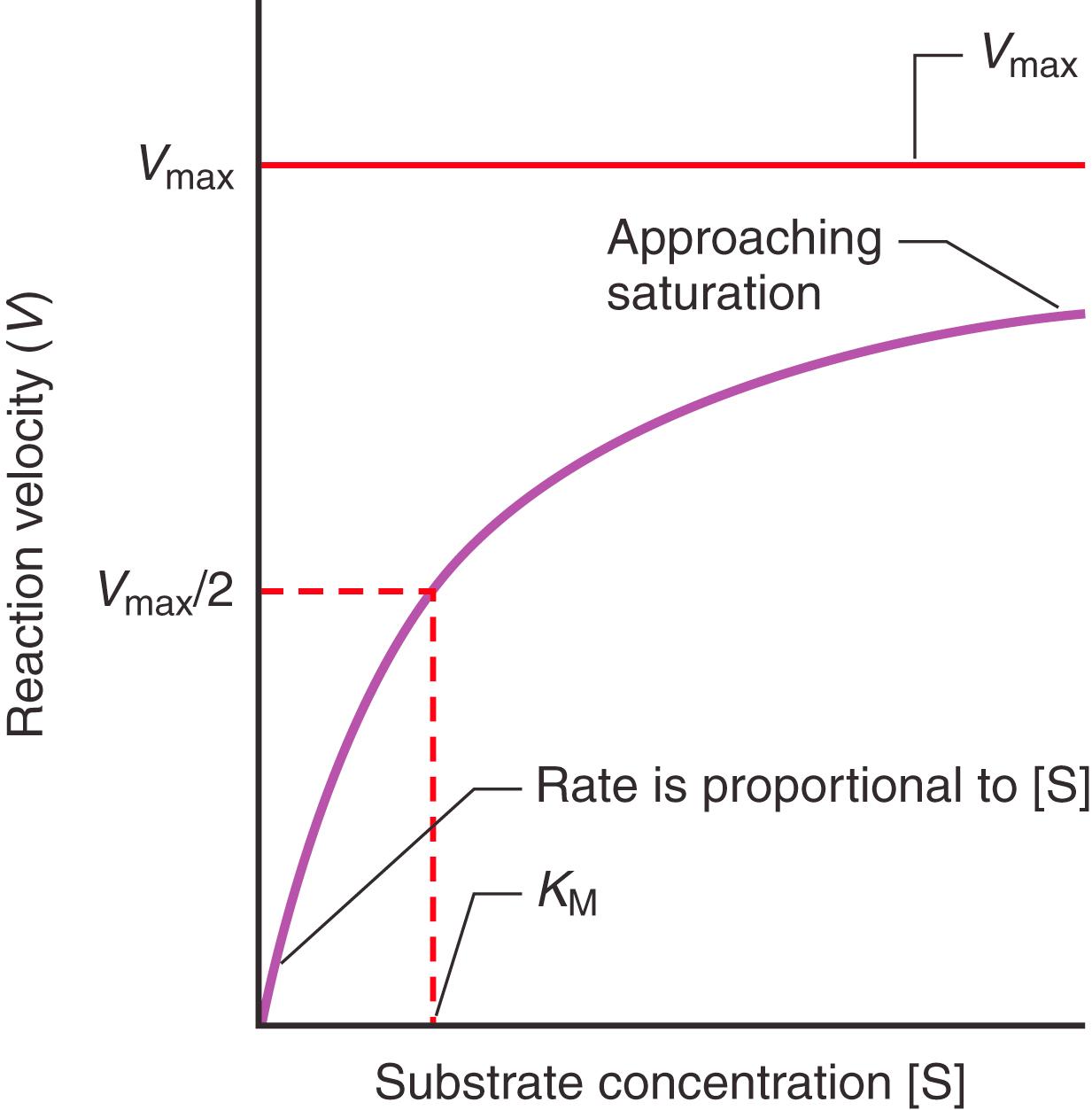 Figure 21.4, The effect of substrate concentration [S] on the velocity (V) of an enzyme-catalyzed reaction. The plot is for an enzyme that obeys Michaelis-Menten kinetics, where the maximal velocity is V max and [S] equals K M where (v) equals V max /2.