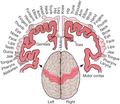 Figure 3.1, Somatosensory and motor homunculi.