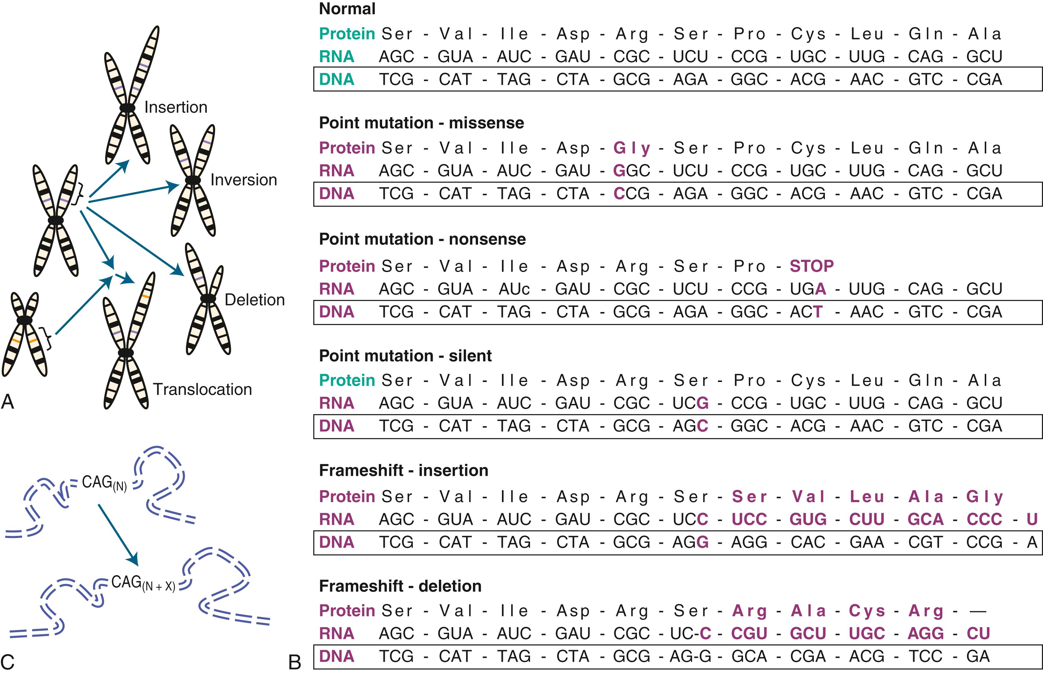 Fig. 48.3, Genetic Mutations.