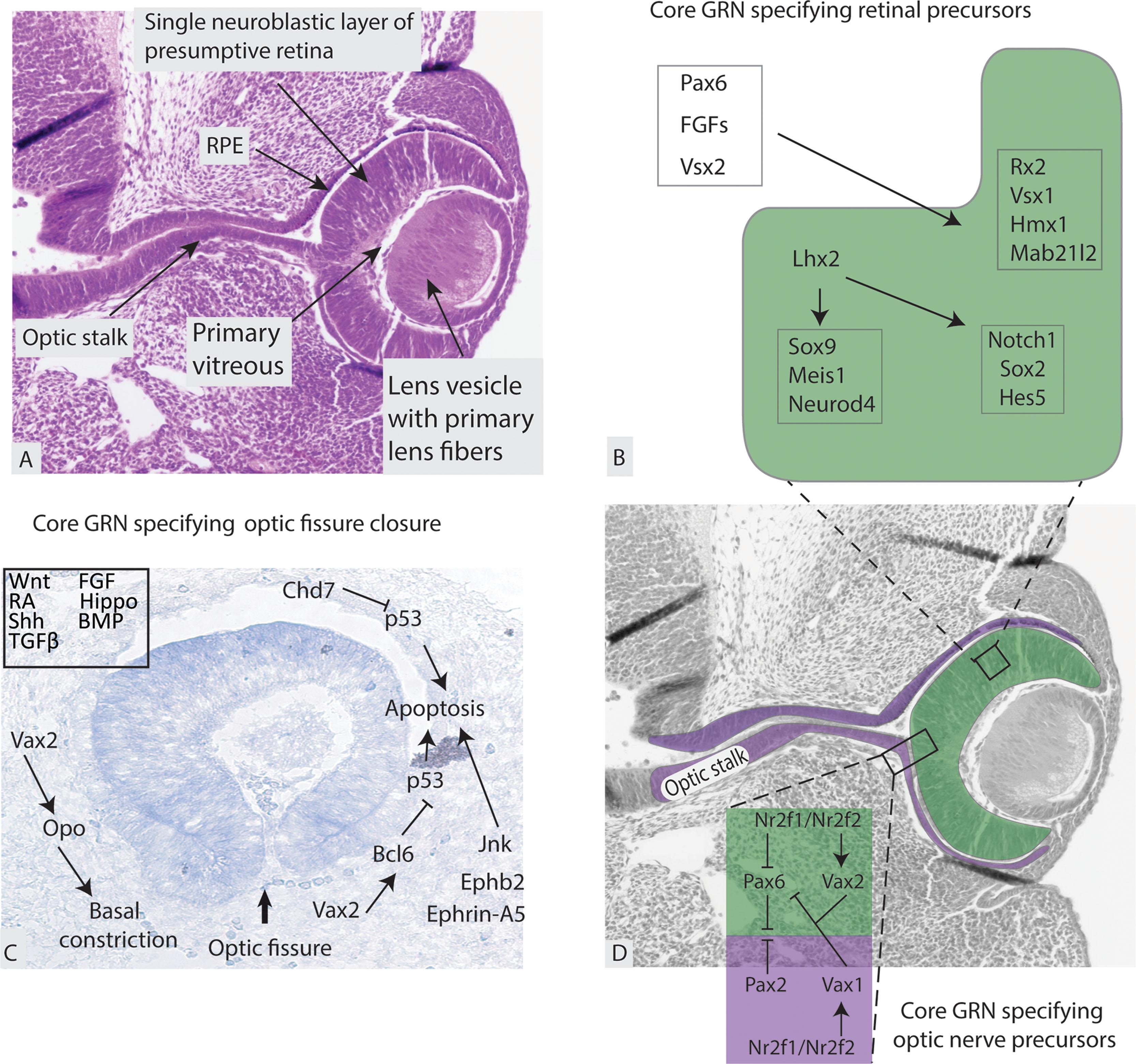 Fig. 2.3, Gene regulatory networks (GRN) in optic fissure closure, retina, retinal pigment epithelium (RPE) and lens development. (A) Optic fissure closure, lens vesicle formation, and primary vitreous (12.5 days gestation (DG) mouse≈44 DG human) with overlay of core gene networks (GRNs) during optic cup patterning and early retinal differentiation. The outer layer of the optic cup gives rise to the RPE, while the inner layer gives rise to the neural retina. (B) Core GRNs specifying the distinct retinal progenitors. (C) Parasaggital section of mouse eye just prior to fissure closure with overlay of key transcription factors including those regulating apoptosis in optic fissure closure (opo, vertebrate-specific transmembrane protein). (D) Core GRN specifying optic nerve precursors highlighting the key transcription factors that interact between presumptive neural retina and RPE during the transition of the optic stalk to the optic nerve. Green = neural retina; purple = RPE and optic stalk.