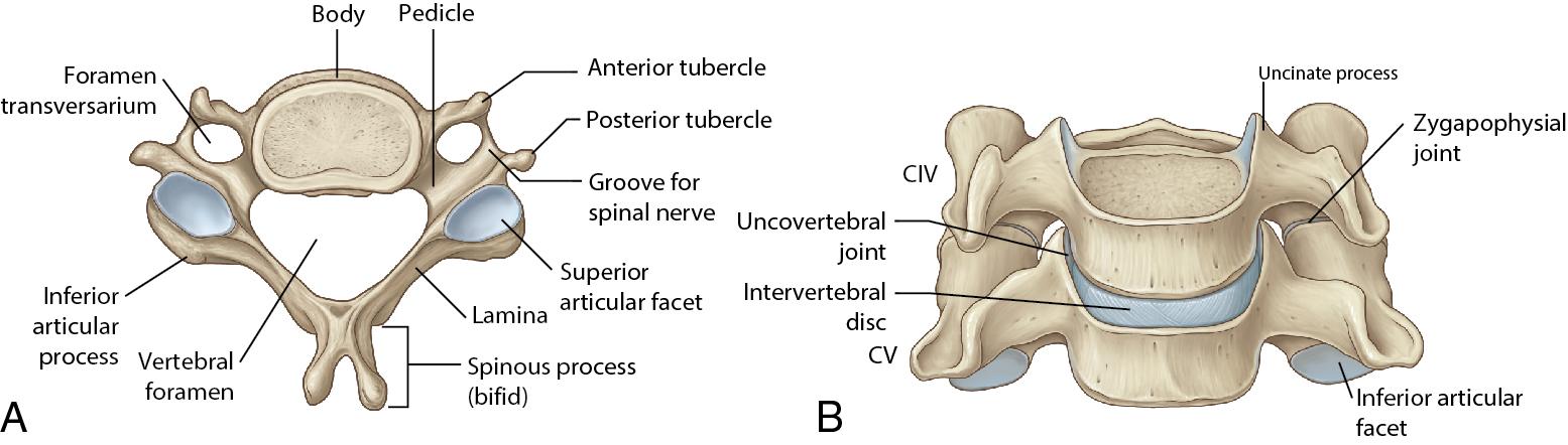 Fig. 1.2, Typical cervical vertebra. (A) Superior. (B) Anterior.