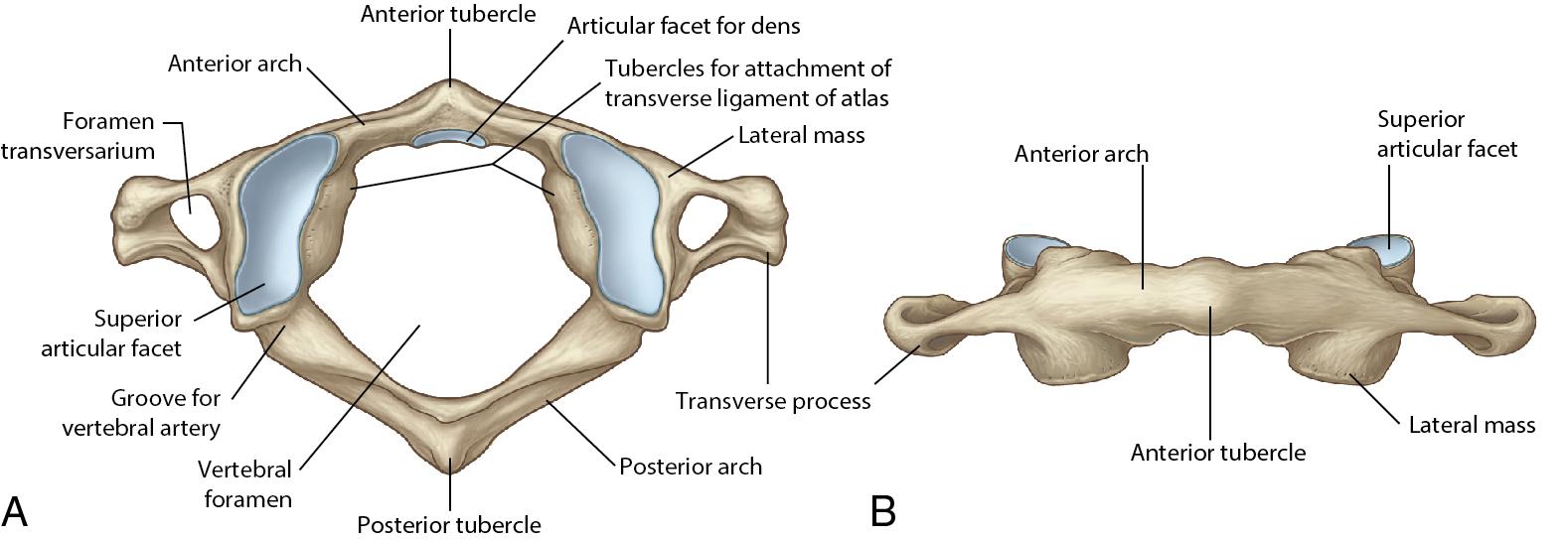 Fig. 1.3, (A) Atlas (C1 vertebra) superior view. (B) Atlas (C1 vertebra) anterior view.