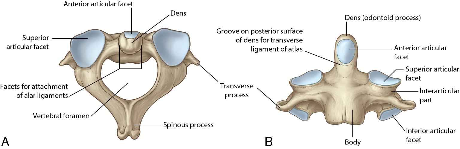 Fig. 1.4, (A) Axis (C2 vertebra) superior view. (B) Axis (C2 vertebra) anterior view.